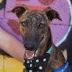 POLIANA - Ubeda, Galgo Espanol, kastriert - Hündin