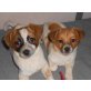 POLLY & PIPER, Mix - Hündin