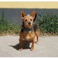 POLLY, Yorkie Mix Hündin  - Hündin