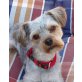 POLO, Pflegestelle Niederösterreich, kleiner, lustiger  YORKI/TIBET TERRIER - Mix - Rüde
