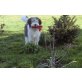 PON, Polnischer Niederungshütehund - Rüde