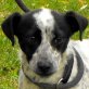 PONGO, - zarter, lieber Katzenfreund !!! - Rüde