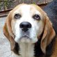 POPEY, ein Kinderfreund und Familienhund !!! - Rüde