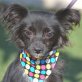 POPI - Linares, Chihuahuamischling - kastriert - Rüde