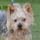 POPI - Linares, Yorkshire-Terrier - kastriert - Rüde