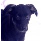 PORZEL, Pflegestelle Steiermark, Schäfer-Pinscher-Mix Welpen - Rüde