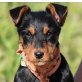 POTI - Ubeda, Terrier-Mischling, kastriert Welpen - Rüde