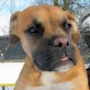 PRETTY, Boxer - Hündin