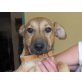 PRETTY, Pinscher/Dackelmix,Pflegestelle NÖ Welpen - Hündin