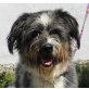PRINCE, Bobtail Mischling - Rüde