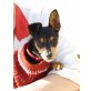 PRINCE, PRINCE - Mischling - kleinbleibend, 5 Monate Welpen - Rüde