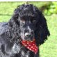 PRINCESA - Linares, Cocker-Spaniel - kastriert - Hündin