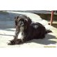 PRINCESS, freundlich, zierliche Hundedame - Hündin