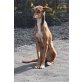 PRINCESSA, Podenco Canario - Hündin