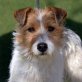 PRINI - Linares - kastriert, Parson-Russell-/Fox-Terrier-Mischling - Hündin