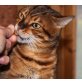 PRINZIBOY BENGALKATER 4 Jahre alt, Bengalkatze - Kater