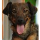 PRISSIE, Pflegestelle Niederösterreich, IDEAL ZU KINDERN - sanfte PINSCHER-Mix - Hündin