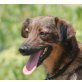 PRISSIE, Pflegestelle Niederösterreich, sanfte, liebevolle PINSCHER-Mix - Hündin