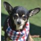 PRISSY, Chihuahua - kastriert - Hündin