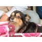 PRISSY, Chihuahua langhaariger Schlag - Hündin