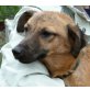 PRIXO, Pflegestelle Tirol, Pinscher-Mix - Rüde