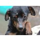PUCK, Pinscher-Mix sucht liebevolle Menschen - Rüde