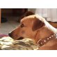 PUKIE, Pflegestelle Niederösterreich, KUSCHEL MIT MIR!!! Pinscher-Mix - Rüde