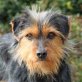 PUMUCKY, Dackel-Yorki Mix, kastriert, ca. 2 Jahre - Rüde