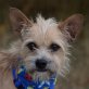 PUMUKI - Ubeda, Border-Terrier-Mischling, kastriert - Rüde