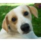 PUNITA, Pflegestelle Steiermark, EXTREMSCHMUSERIN - Beagle-Mix - Hündin