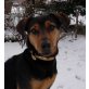 PUNKY, Mix - Rüde