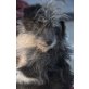 PUNKY, Pflegestelle Schönkirchen-Reyersdorf/N, Terriermix - Rüde