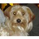 PUNKY, Yorkshire Terrier - Rüde