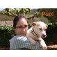 PUPI ... SUCHT EIN LIEBES UND GEBORGENES HEIM - Rüde