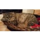 PUPI - gemütliche ältere Katzendame, Pupi - TSV SOS Katze - Katze