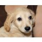 PUPPI, Mischling, Pflegestelle Nähe Linz Welpen - Hündin