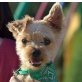 PURZEL, Yorkshire Terrier - Rüde