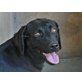 PUSTA, Hunde weinen nicht - Traumlabrador - Hündin