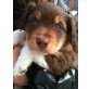 Pablo, Australian Shepherd Dog Welpen - Rüde