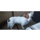 Pablo, Chihuahua langhaariger Schlag Welpen - Rüde