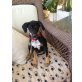 Pablo, Dobermann/Podenco ?? Welpen - Rüde