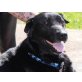 Pablo, Labrador-Mischling - Rüde