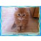 Pablo  Sunny Boy, Britisch Langhaar - Kater
