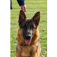 Pacco, Deutscher Schäferhund - Rüde