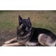 Pacco, Deutscher Schäferhund - Rüde