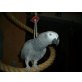 Pacco, Graupapagei - weiblich