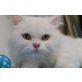 Pachu, verschmuster Kater - Kater