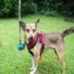 Paci, Pinscher mix mit kleinem Handycap ist so lieb - Rüde