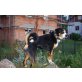 Paco, Appenzeller Sennenhund - Rüde