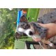 Paco, Chihuahua kurzhaariger Schlag - Rüde